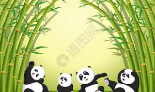 蚂蚁森林大熊猫最爱吃毛竹还是青川箭竹 大熊猫最爱吃的竹子